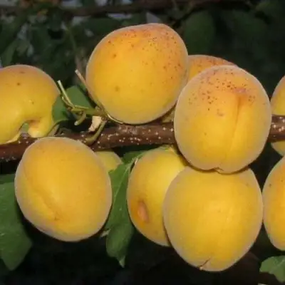 Абрикос ДЕСЕРТНЫЙ ГОЛУБЕВА в Самохваловичи
