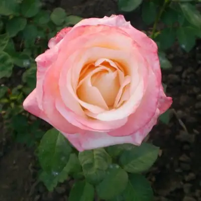 Роза БЕЛА ПЕРЛА чайно-гибридная в Самохваловичи