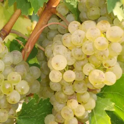 виноград Ритон