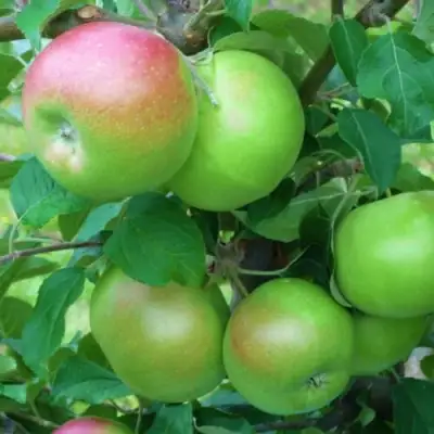 Яблоня НАВАВИТА в Самохваловичи