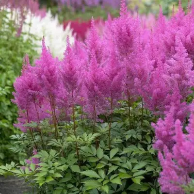 Астильба АМЕТИСТ Арендса в Самохваловичи