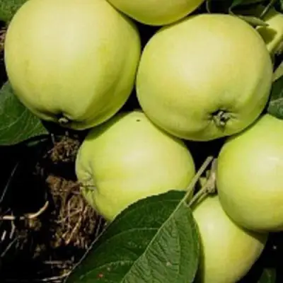 Яблоня ПАПИРОВКА в Самохваловичи