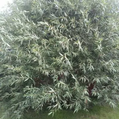 Ива СЕРЕБРИСТАЯ в Самохваловичи