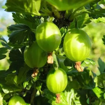 Крыжовник МАЛАХИТ в Самохваловичи