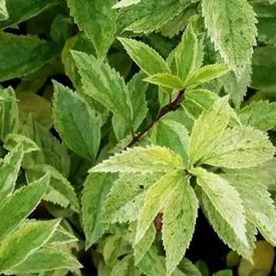 Форзиция ЛЕДНОГОРА промежуточная в Самохваловичи