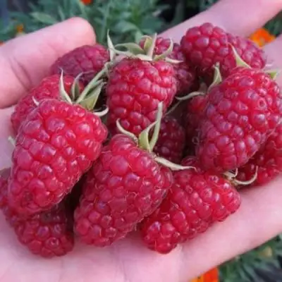 Малина МОСКОВСКИЙ ВЕЛИКАН в Самохваловичи