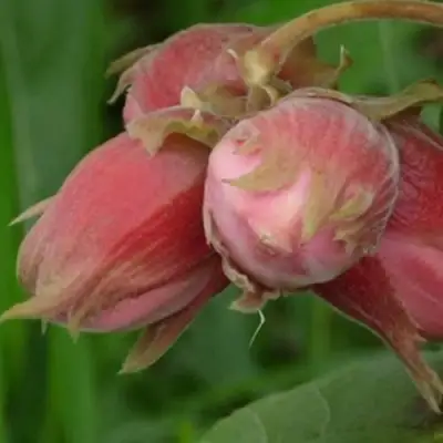 Фундук АКАДЕМИК ЯБЛОКОВ в Самохваловичи