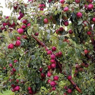 Яблоня ЛОБО в Самохваловичи