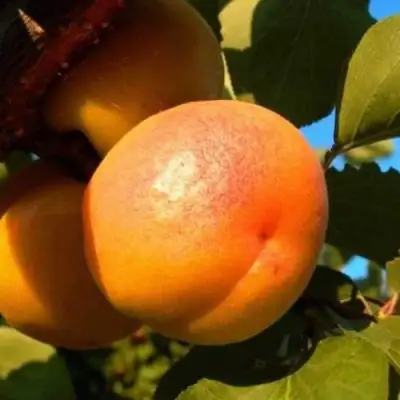 Абрикос СПАДЧЫНА в Самохваловичи