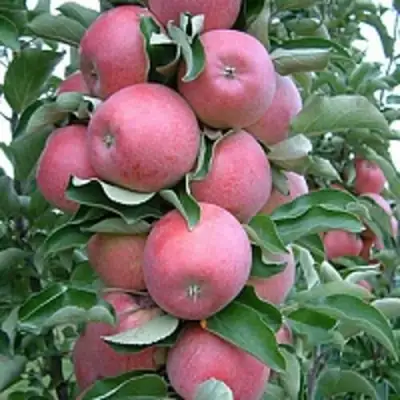 Яблоня АНТЕЙ КИЕВСКИЙ колонновидная в Самохваловичи