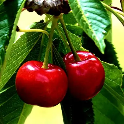 Вишня НИКА в Самохваловичи