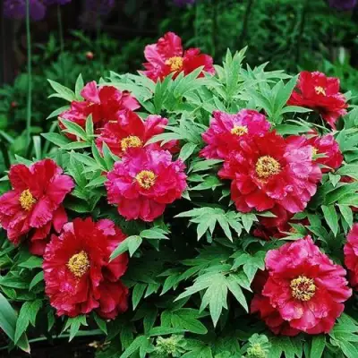 Пион КРАСНЫЙ ЛОТОС древовидный в Самохваловичи