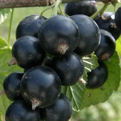 Смородина черная КЛУССОНОВСКАЯ в Самохваловичи