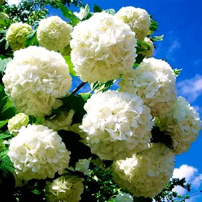 Калина БУЛЬДЕНЕЖ в Самохваловичи