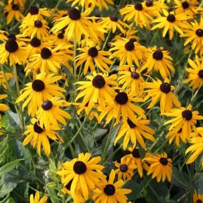 Рудбекия блестящая в Самохваловичи