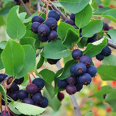 Ирга THIESSEN в Самохваловичи