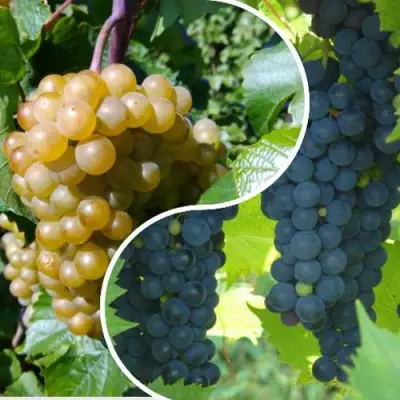 Комплект ИНЬ-ЯНЬ в Самохваловичи