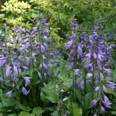 Хоста ГАРРИ ВАН ТРИЕР в Самохваловичи