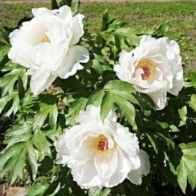 Пион ЛЕТНИЙ ДВОРЕЦ древовидный в Самохваловичи