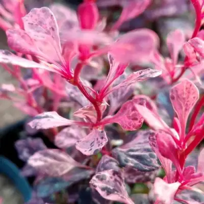 Барбарис РОУЗ ГЛОУ тунберга в Самохваловичи