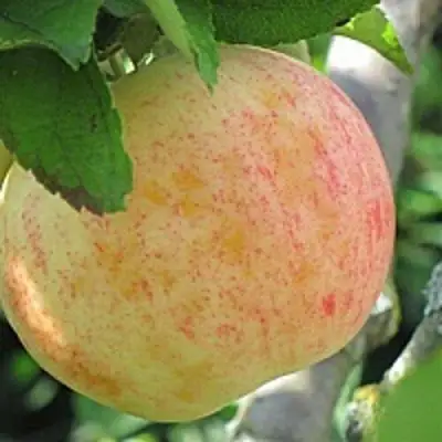 Яблоня ЛЕТНЕЕ СЛАДКОЕ в Самохваловичи