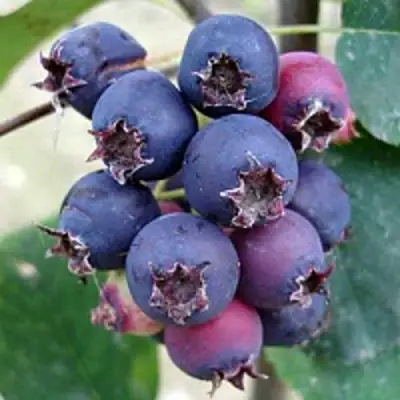 Ирга SLEYT в Самохваловичи