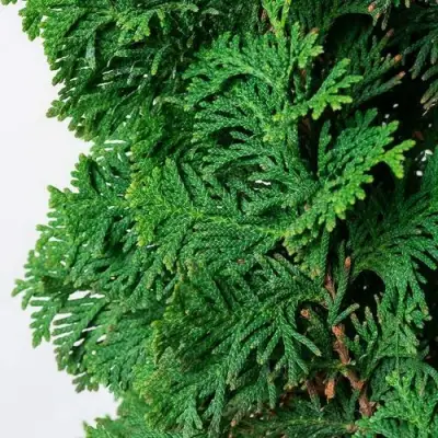 Туя СПИРАЛИС западная в Самохваловичи