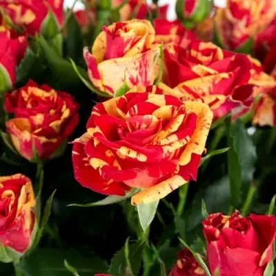 Роза ФАЙЕР ФЛЕШ спрей в Самохваловичи