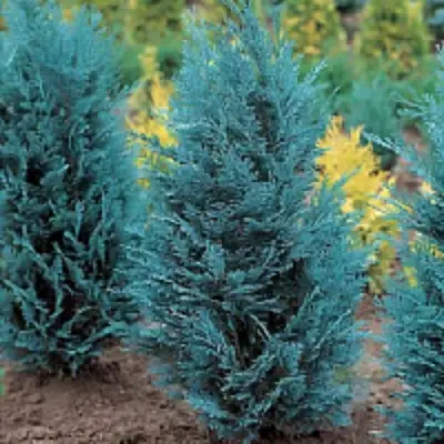 Кипарисовик ВАН ПЕЛЬТС БЛЮ лавсона в Самохваловичи