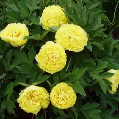 Пион ЗОЛОТАЯ КОРОНА древовидный в Самохваловичи