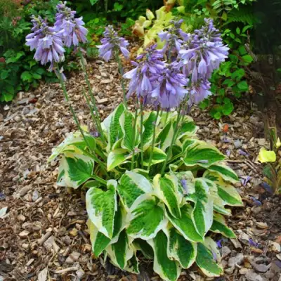 Хоста АУРЕОМАРГИНАТА в Самохваловичи