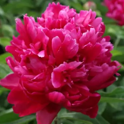 Пион ПЕСНЬ ВЕТРА травянистый в Самохваловичи