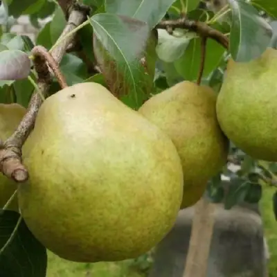 Груша ПЛАТОНОВСКАЯ в Самохваловичи