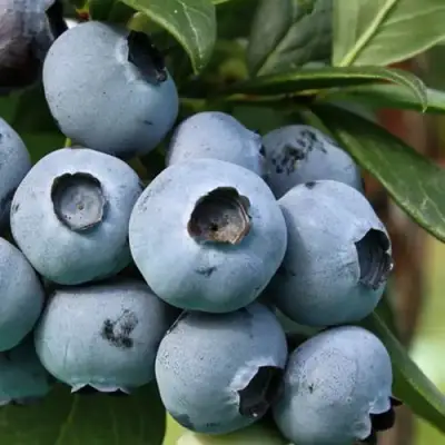Голубика НЕЛЬСОН в Самохваловичи