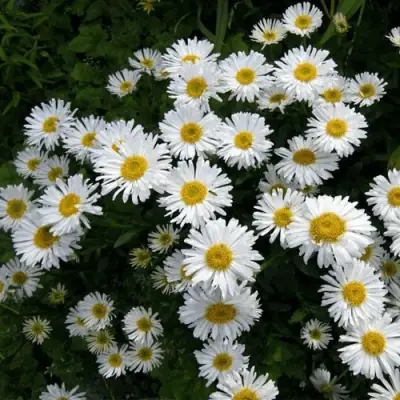 Астра АЛЬБУС альпийская в Самохваловичи