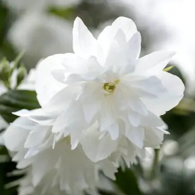 Жасмин МИНЕСОТА СНОУФЛЕЙК в Самохваловичи