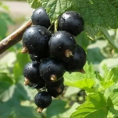 Смородина черная ПИГМЕЙ в Самохваловичи