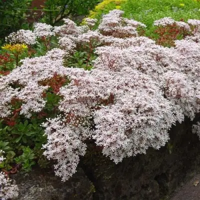 Очиток (седум) МУРАЛЕ белый в Самохваловичи