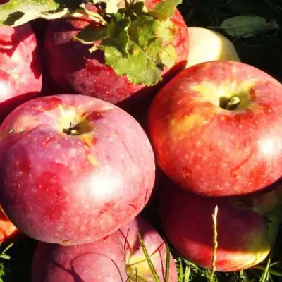 Яблоня АПОРТ в Самохваловичи