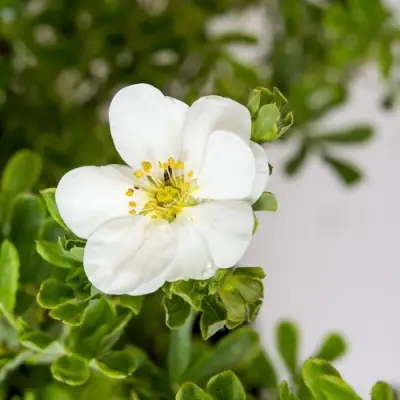 Лапчатка СНОУБЕРД кустарниковая в Самохваловичи