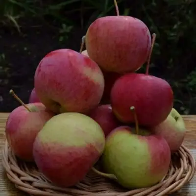 Яблоня РОДНИКОВАЯ в Самохваловичи