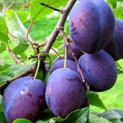 Слива ВЕНГЕРКА БЕЛОРУССКАЯ в Самохваловичи