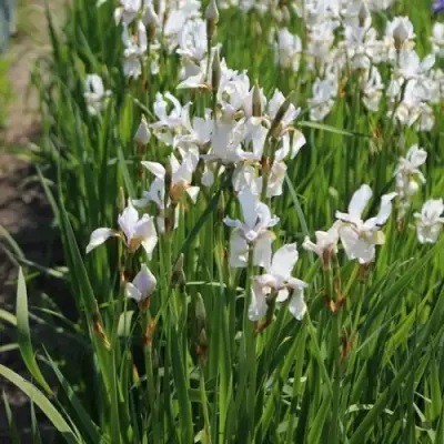 Ирис АЛЬБА сибирский в Самохваловичи