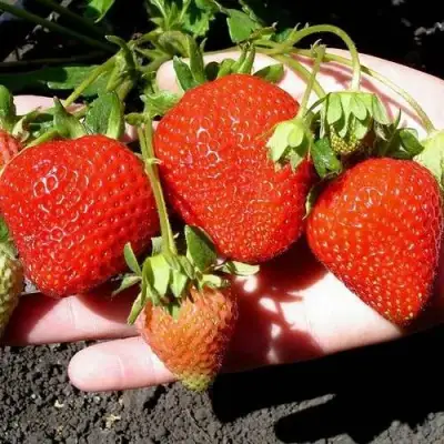 Клубника САН АНДРЕАС ремонтантная в Самохваловичи