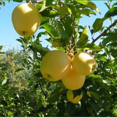 Яблоня ГОЛДЕН МИЛЛЕНИУМ в Самохваловичи