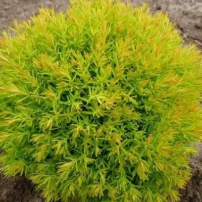 Туя АННИЕК западная в Самохваловичи