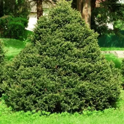 Ель ОЛЕНДОРФИ обыкновенная в Самохваловичи