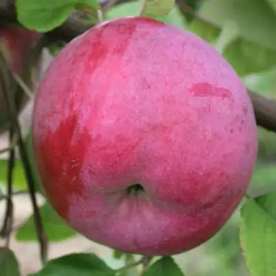 Яблоня БРЯНСКОЕ РОЗОВОЕ в Самохваловичи