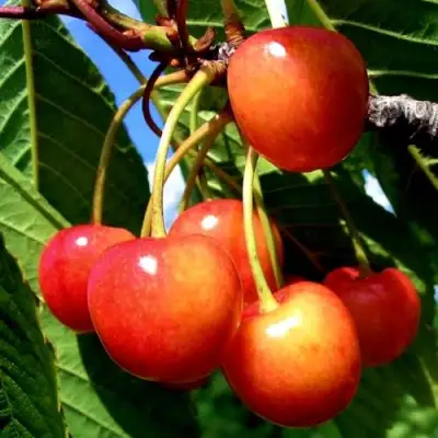 Черешня ФАТЕЖ в Самохваловичи