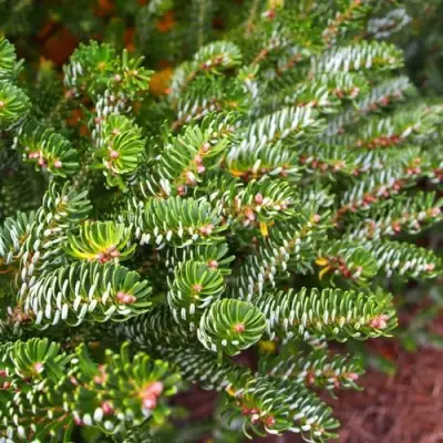 Пихта белая в Самохваловичи